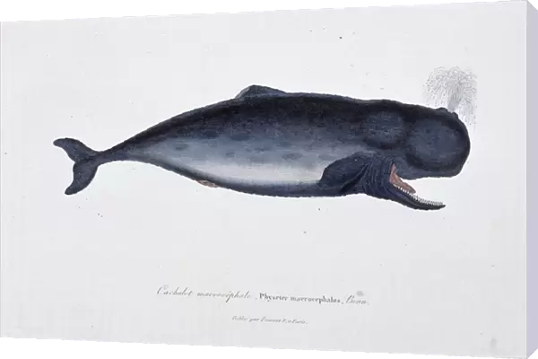 Natural History Plate: Zoological chart depicting the macrocephal sperm whale