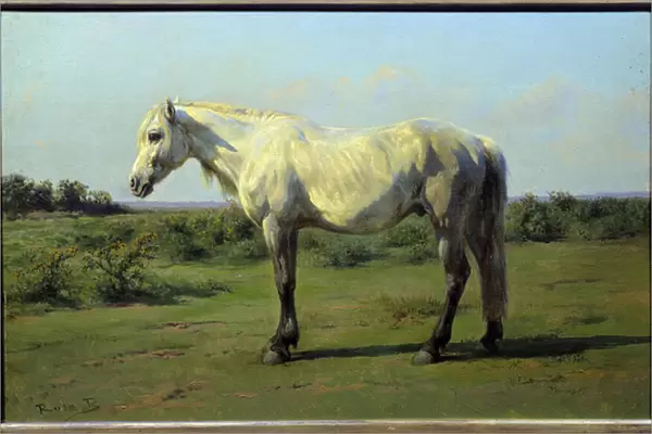 White horse in a pre. Painting by Rosa Bonheur (1822-1899), 19th century. Oil on canvas