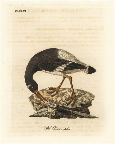 Eurasian or foot oystercatcher, Haematopus ostralegus. Handcoloured copperplate drawn