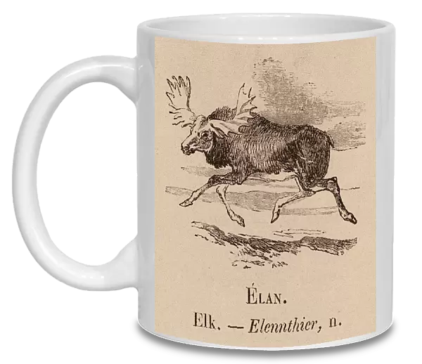 Le Vocabulaire Illustre: Elan; Elk; Elennthier (engraving)