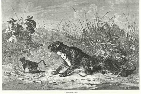 La panthere en Algerie (engraving)