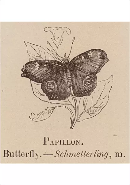 Le Vocabulaire Illustre: Papillon; Butterfly; Schmetterling (engraving)