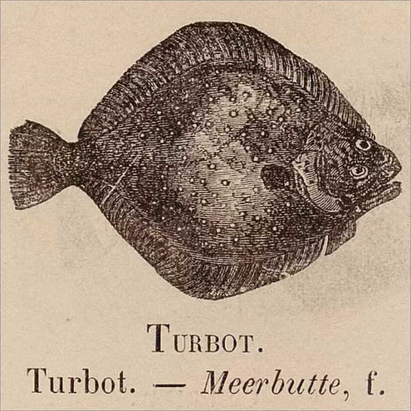 Le Vocabulaire Illustre: Turbot; Meerbutte (engraving)