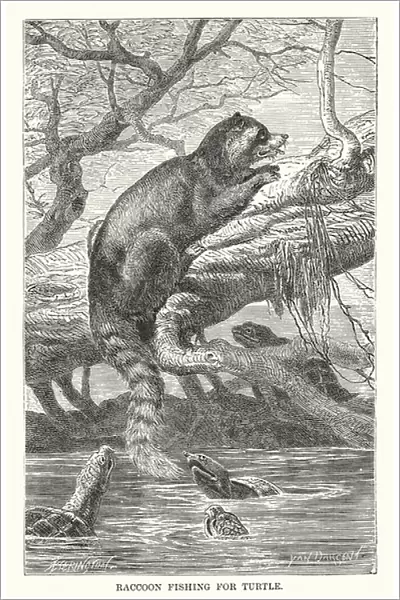 Raccoon fishing for turtle (engraving)
