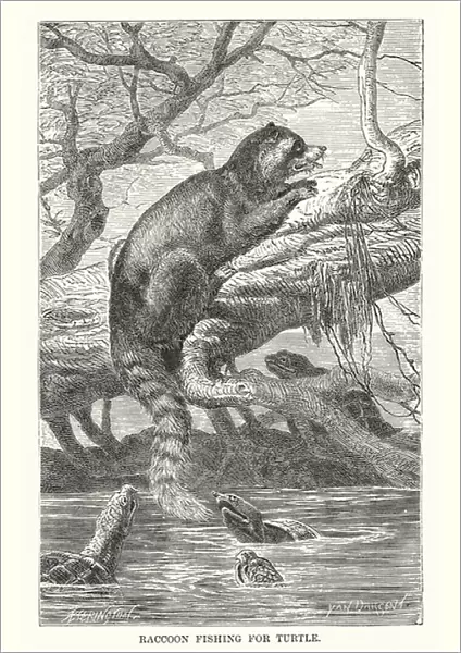 Raccoon fishing for turtle (engraving)