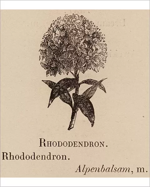 Le Vocabulaire Illustre: Rhododendron; Alpenbalsam (engraving)