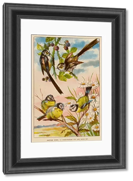 British Birds, Long-Tailed Tit and Blue Tit (colour litho)