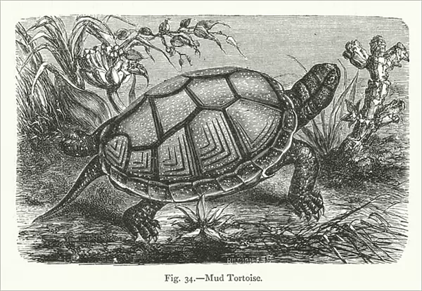Mud Tortoise (engraving)