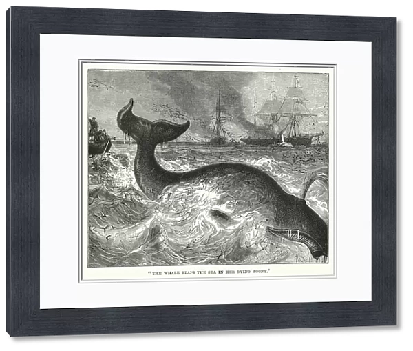 'The whale flaps the sea in her dying agony'(engraving)