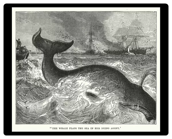 'The whale flaps the sea in her dying agony'(engraving)