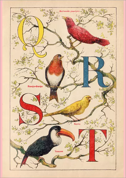 ALPHABET OF BIRDS for... Q Rs T, circa 1925 (illustration)