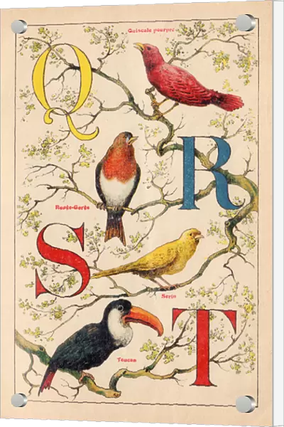 ALPHABET OF BIRDS for... Q Rs T, circa 1925 (illustration)