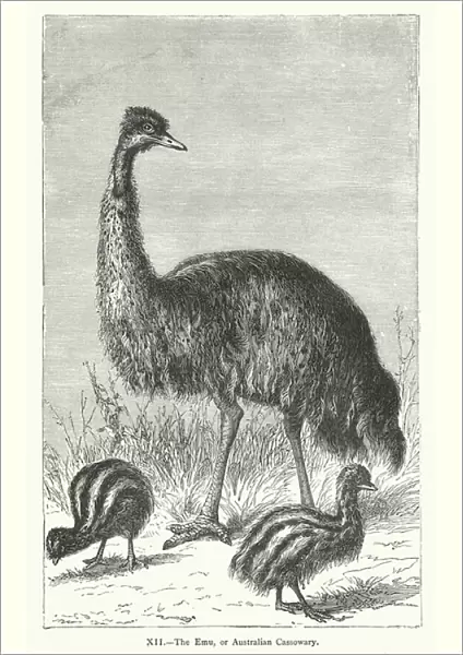 The Emu, or Australian Cassowary (engraving)