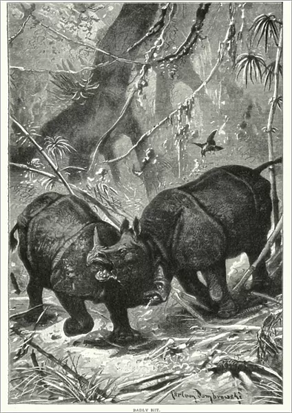 Two rhinos fighting (litho)