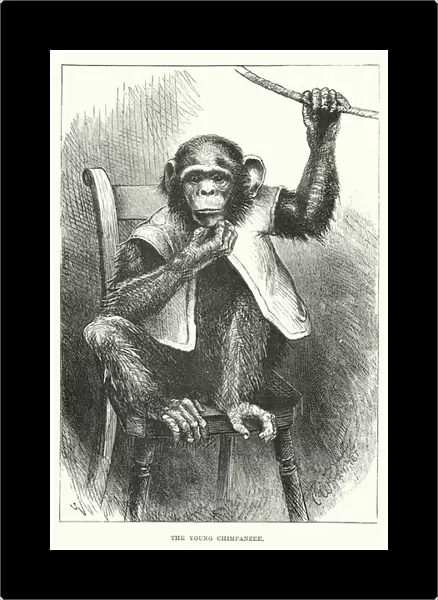 The young chimpanzee (engraving)