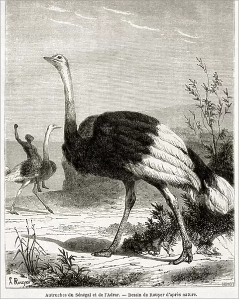 Senegalese and Adrar ostriches, man riding an ostrich, 1871 (engraving)