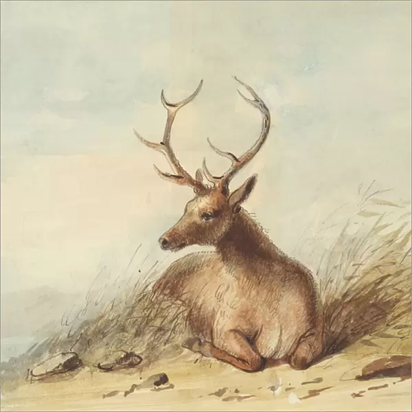 Elk, Rocky Mountains, c. 1837 (pencil, pen and ink and w  /  c on paper)
