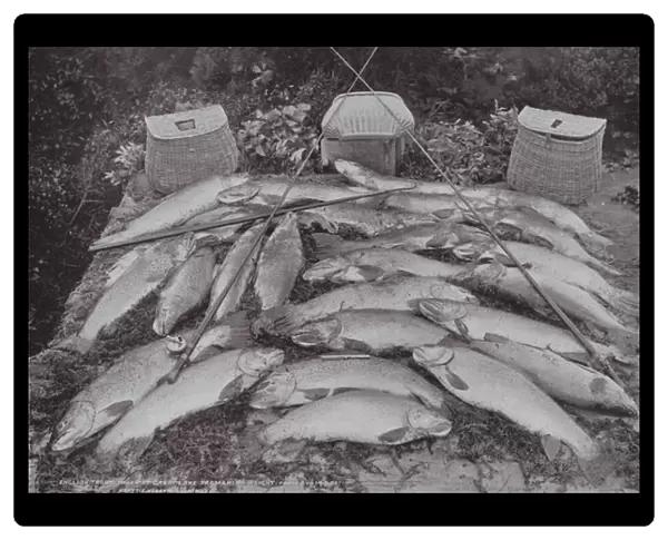 Australia: English Trout caught in the Great Lake (30 miles by 8 miles; 3, 400 ft above sea level), Tasmania (b  /  w photo)