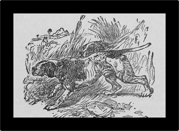 The Spanish Pointer (engraving)