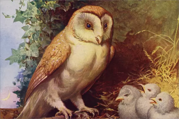 Barn owl and chicks (colour litho)
