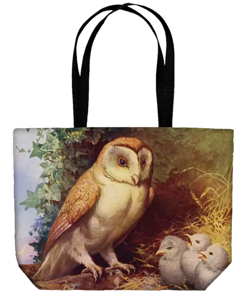 Barn owl and chicks (colour litho)