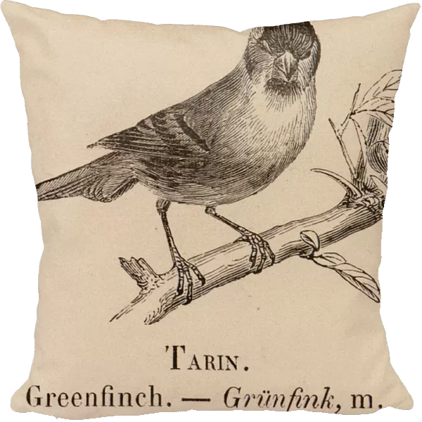 Le Vocabulaire Illustre: Tarin; Greenfinch; Grunfink (engraving)
