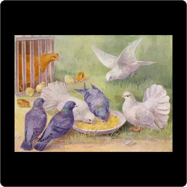 Hen, chicks, pigeons and doves (colour litho)