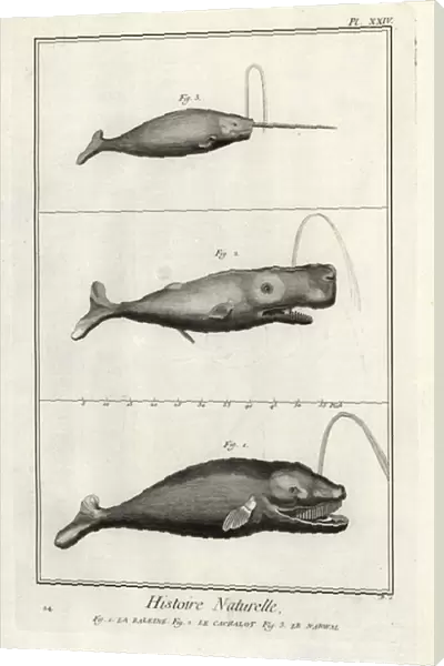 Right whale, cachalot and narwhal. 1774 (engraving)