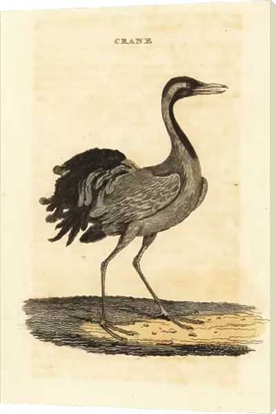 Demoiselle crane, Grus virgo