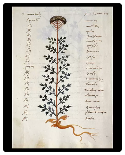 Cod. CCXXXVII Artemisia, medicinal plant from a Herbarium Apuleii Platonicii (w  /  c & ink on vellum)