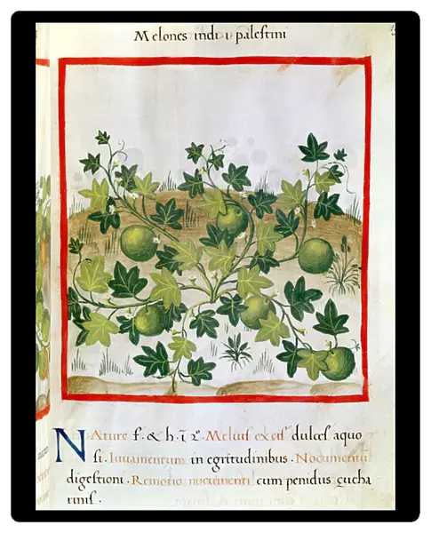Ms 3054 fol. 20 Melons, from Tacuinum Sanitatis (vellum)