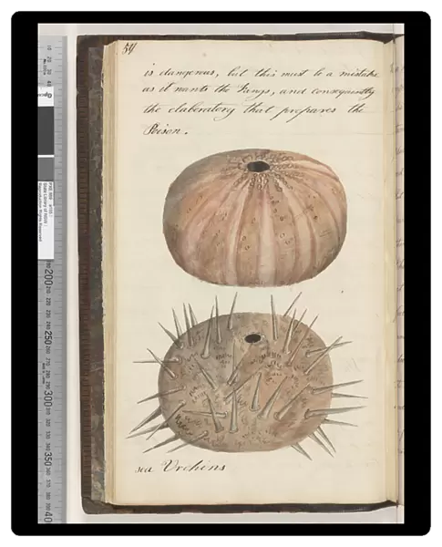 Page 57. Sea urchins 2 drawings, 1810-17 (w  /  c & manuscript text)
