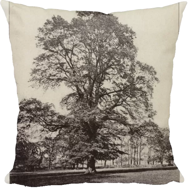 British Trees: English Elm, Helmingham, Suffolk (b  /  w photo)