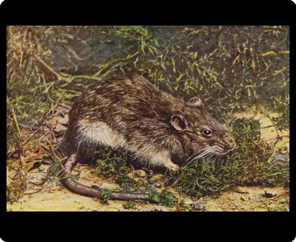 Brown Rat, Epimys norvegicus (coloured photo)