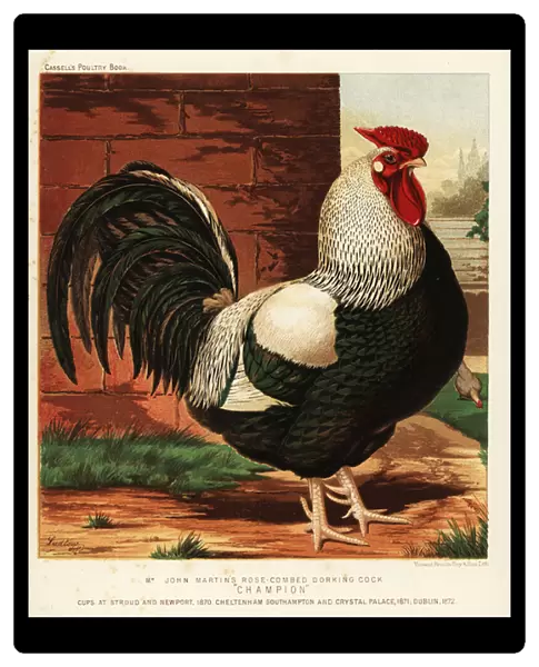 Rose-combed Dorking cock, 1890 (chromolithograph)