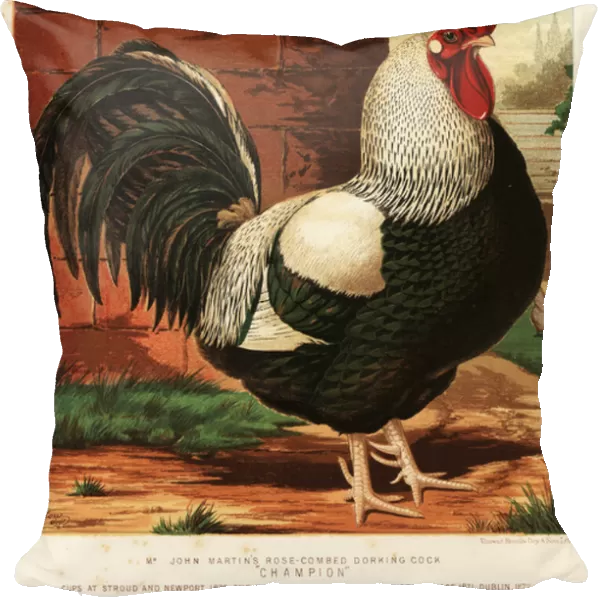 Rose-combed Dorking cock, 1890 (chromolithograph)