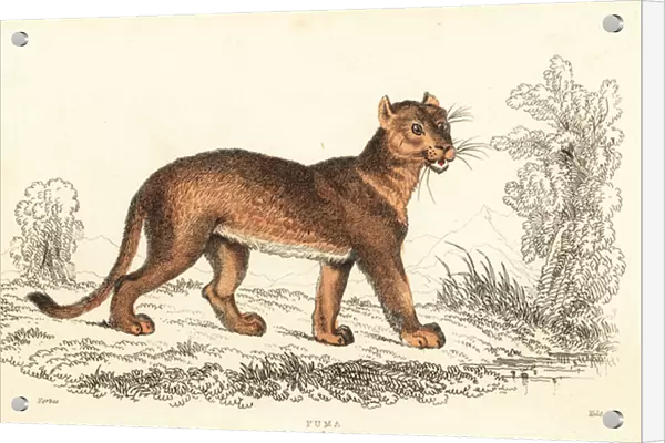 Cougar, Puma concolor. 1834 (engraving)