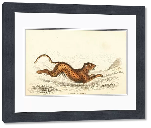 Cheetah, Acinonyx jubatus. 1834 (engraving)