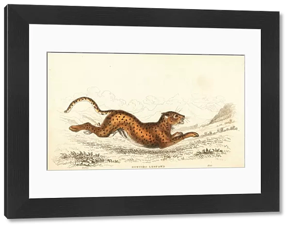 Cheetah, Acinonyx jubatus. 1834 (engraving)