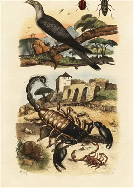 Scorpions and cuckoo. 1824-1829 (engraving)