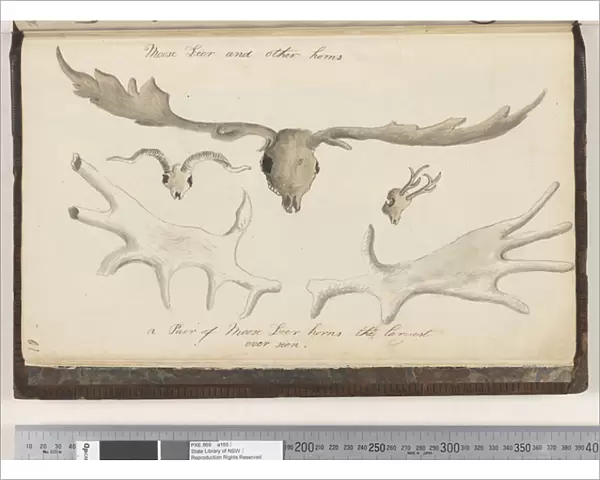 Page 10. Moose Deer and Other Horns five drawings, 1810-17 (w  /  c & manuscript text)
