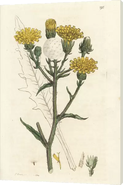 Hawkweed ox-tongue, Picris hieracioides. Handcoloured copperplate engraving by James Sowerby from James Smiths English Botany, London, 1794