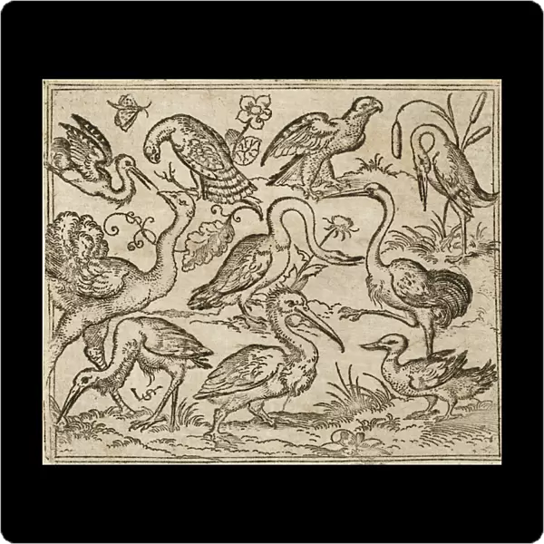 Ostrich on left side with nine other birds, including a heron and a pelican, depicted on a minimal ground with patches of foliage around some of the birds, from Douce Ornament Prints Album I, 1557 (etching and engraving on laid paper)