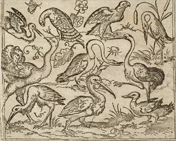 Ostrich on left side with nine other birds, including a heron and a pelican, depicted on a minimal ground with patches of foliage around some of the birds, from Douce Ornament Prints Album I, 1557 (etching and engraving on laid paper)