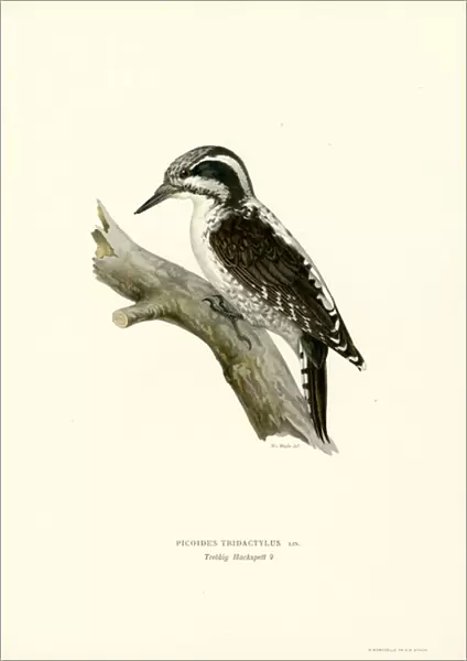 Three-toed Woodpecker (colour litho)