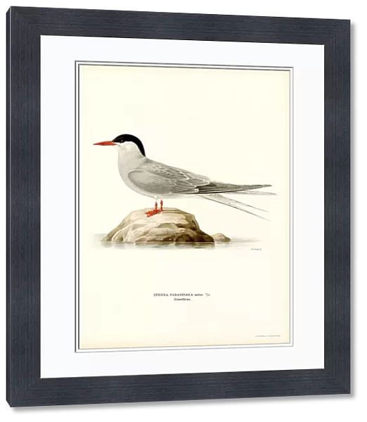 Arctic Tern (colour litho)