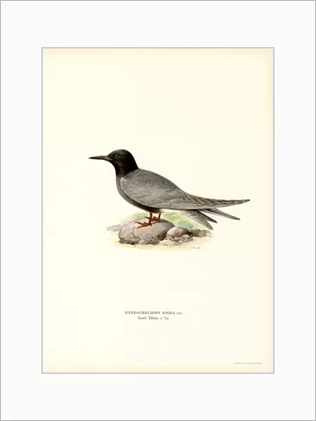Black Tern (colour litho)