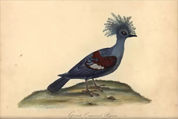 Western crowned pigeon, Goura cristata. (Great crowned Indian pigeon, Columba coronata). Vulnerable. Handcoloured copperplate engraving of an illustration by William Hayes from Portraits of Rare and Curious Birds from the Menagery of Osterly Park