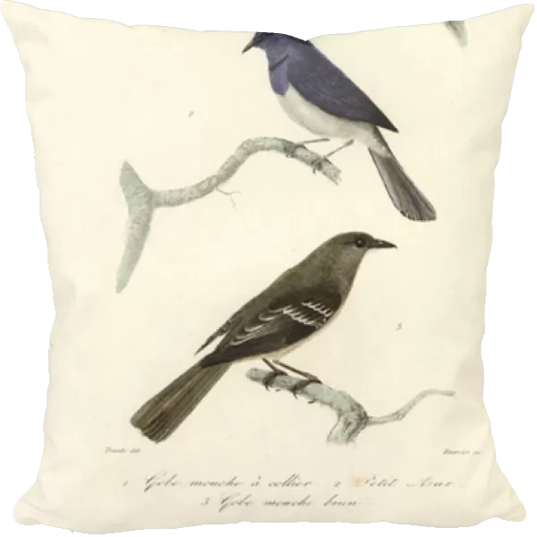 Pied flycatcher, blue and white flycatcher and New Zealand fanta, 1839 (engraving)