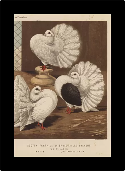 Pigeons: Scotch Fantails or Broad-Tailed Shakers, White Laced, White, Black-Saddle Back (colour litho)